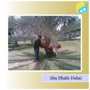 Abu-Dhabi-Golden Truth