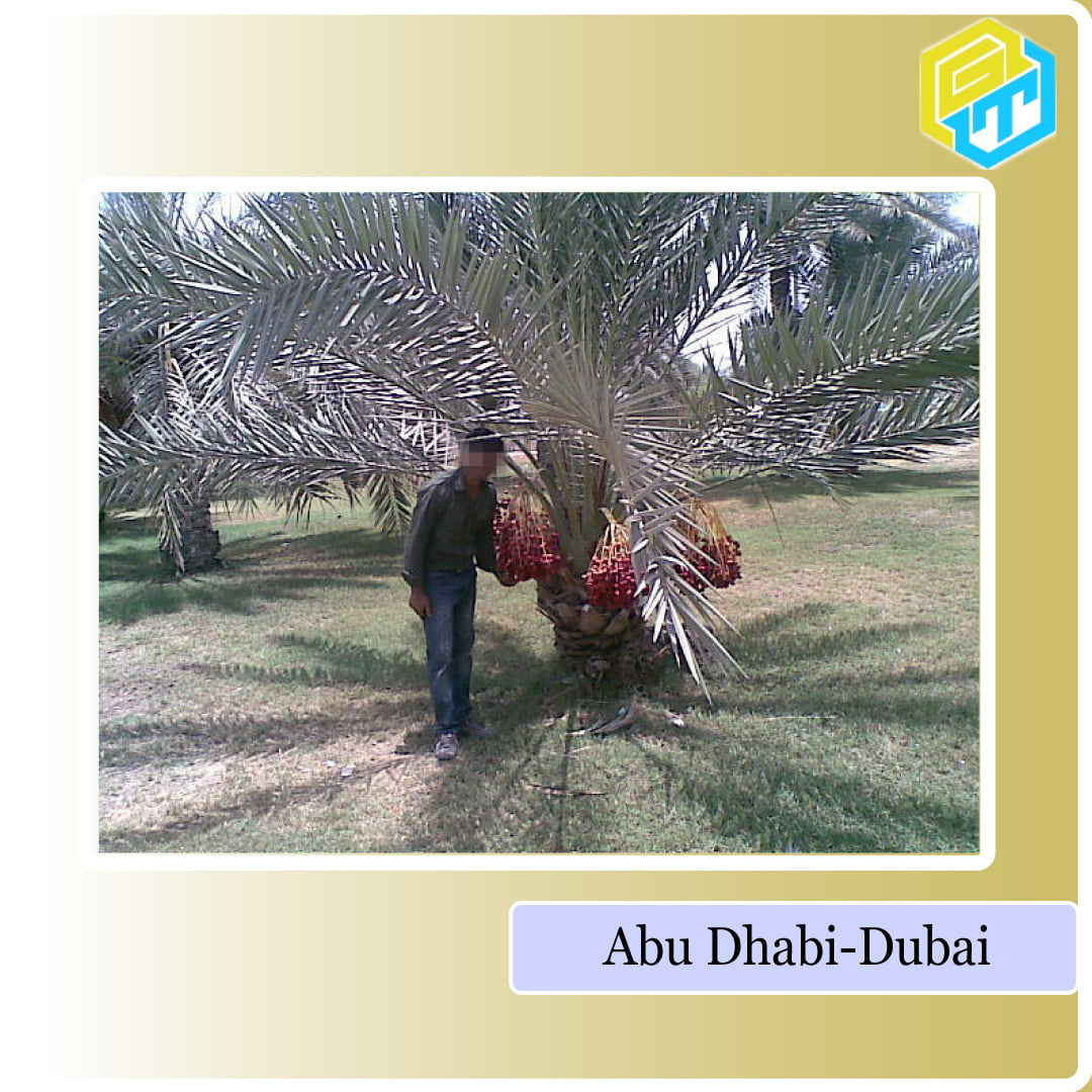 Abu-Dhabi-Golden Truth