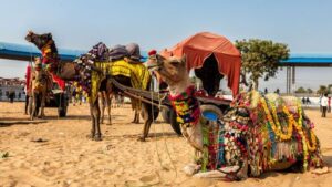 pushkar-camel-fair-Golden Truth