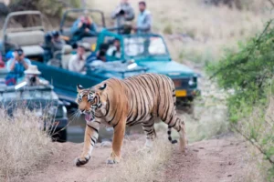 Ranthambore National Park-Golden Truth