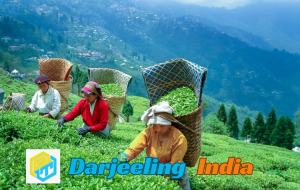 Darjeeling